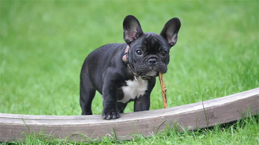 Why Do Dogs Roll in Grass? 5 Surprising Reasons Explained