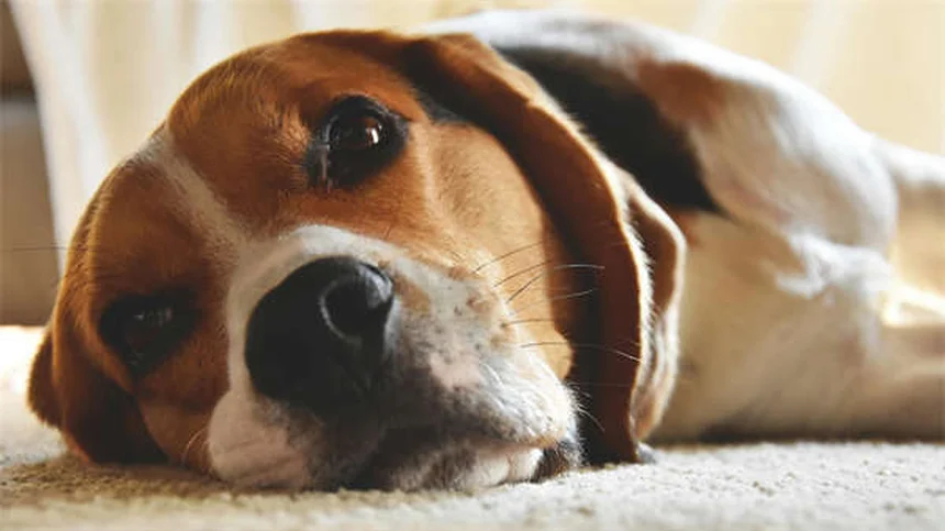 Why Is My Dog Licking So Much? 7 Causes & Solutions