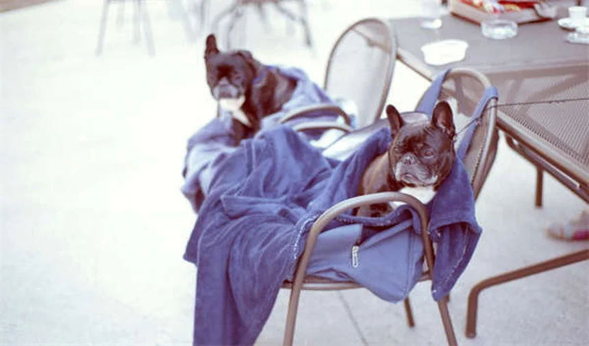 5 Warning Signs in Your Pet's Urine You Should Never Ignore