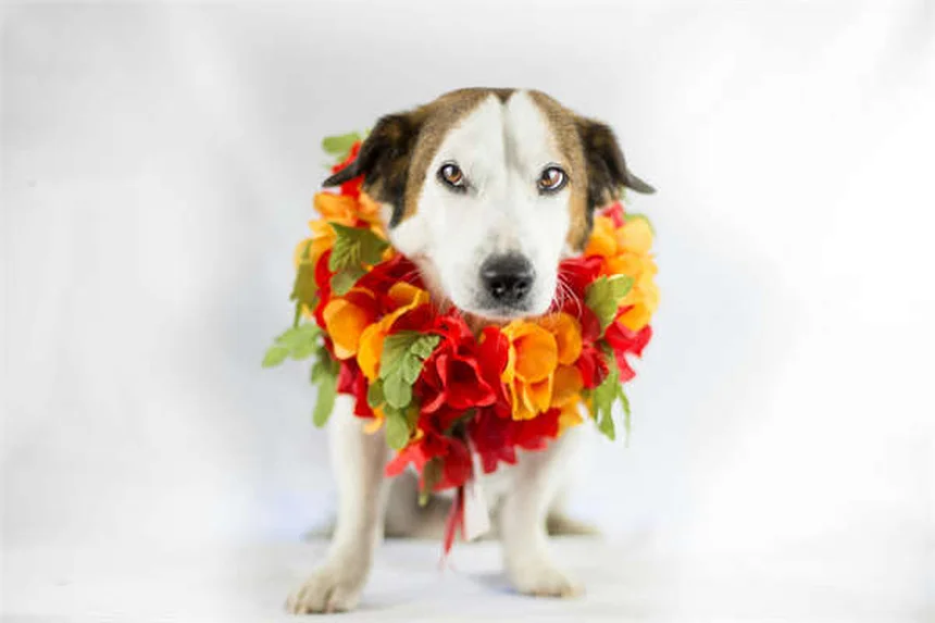 Lupoid Onychodystrophy in Dogs: 5 Key Signs & Treatment Options